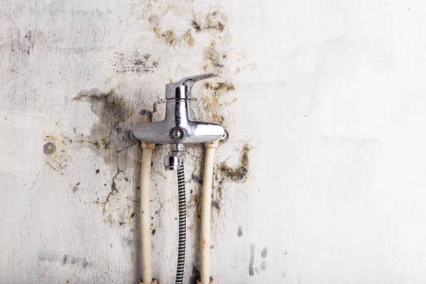 Best Toxic Mold Removal  in Keshore, LA
