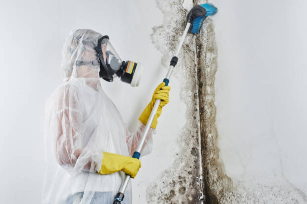 Trusted Lakeshore, LA Mold Removal Experts