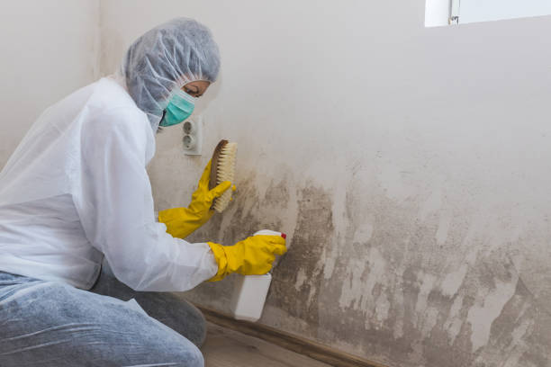 Best Attic Mold Removal  in Keshore, LA