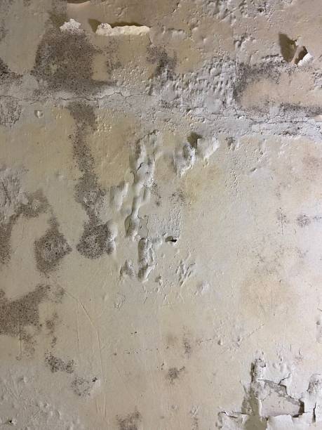 Best Crawl Space Mold Removal  in Keshore, LA