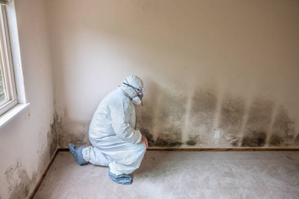 Best Professional Mold Removal  in Keshore, LA